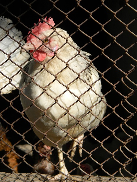 职业生涯 职业生涯